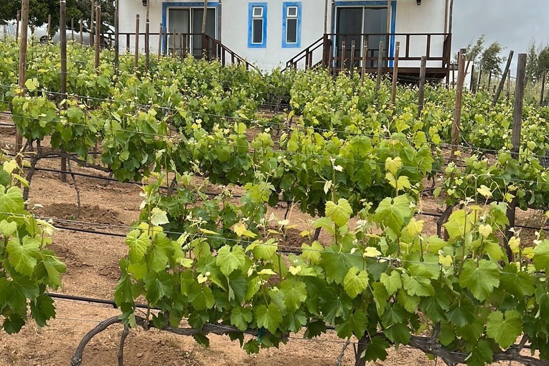 Photo of Outdoor in Valle de Guadalupe