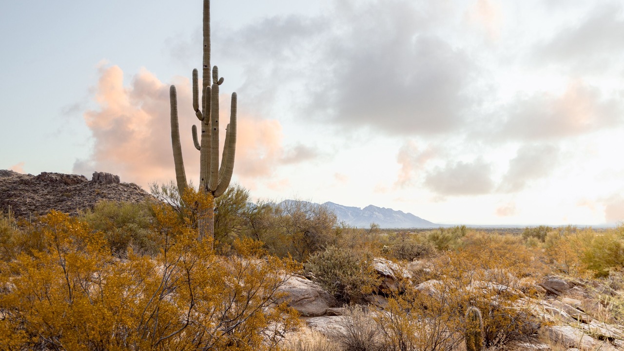 Photo of Outdoor in Tucson