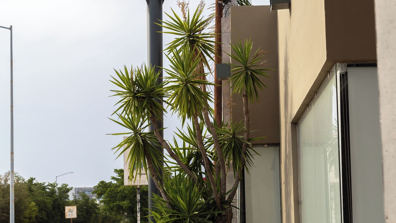 Photo of Outdoor in Navojoa