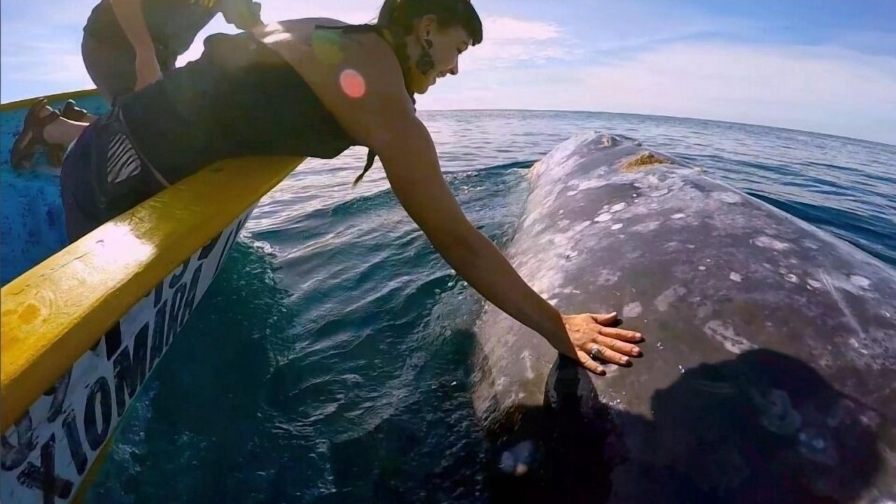 Photo of Others in Puerto San Carlos