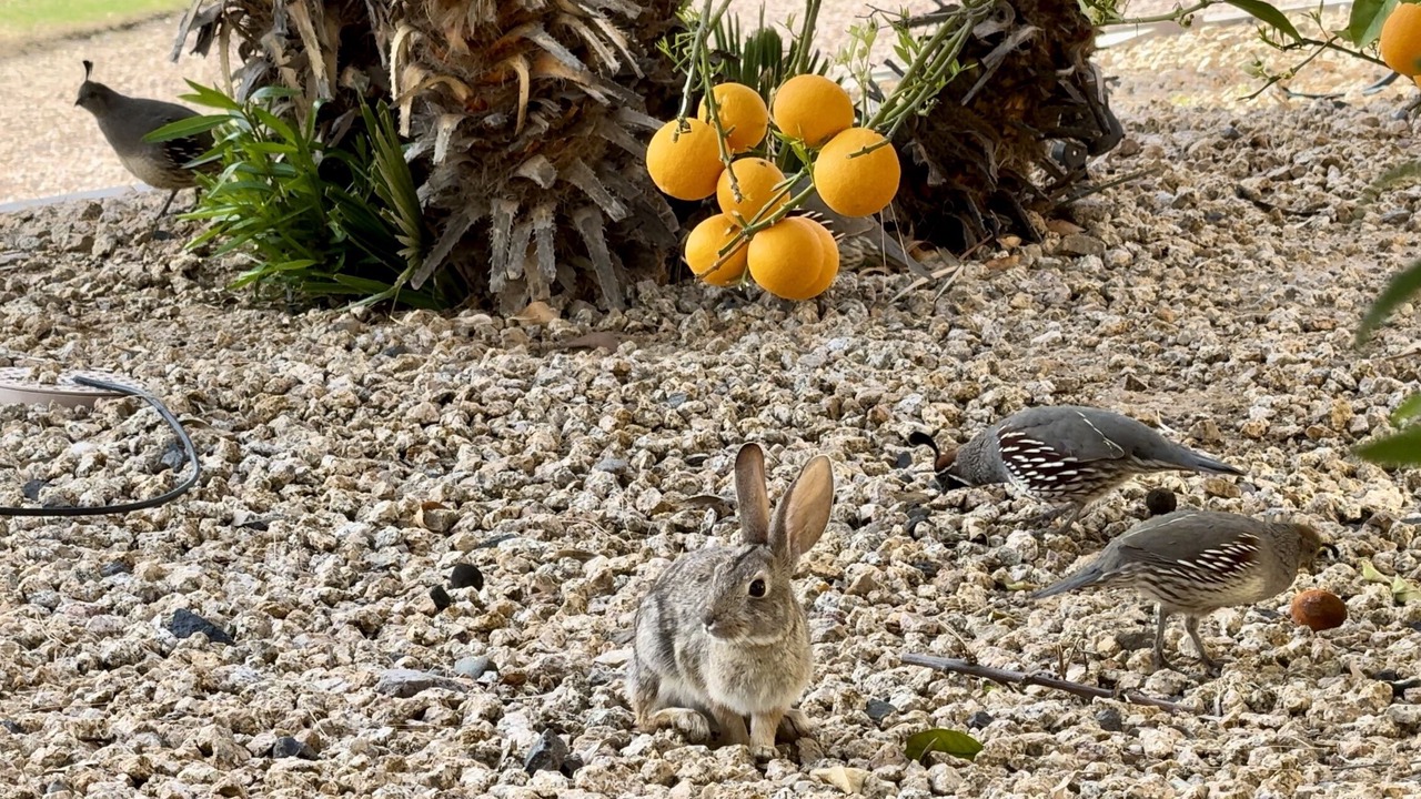Photo of Others in Palm Valley