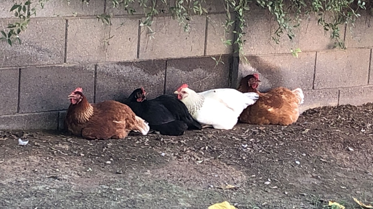 Photo of Others in Rancho Solano