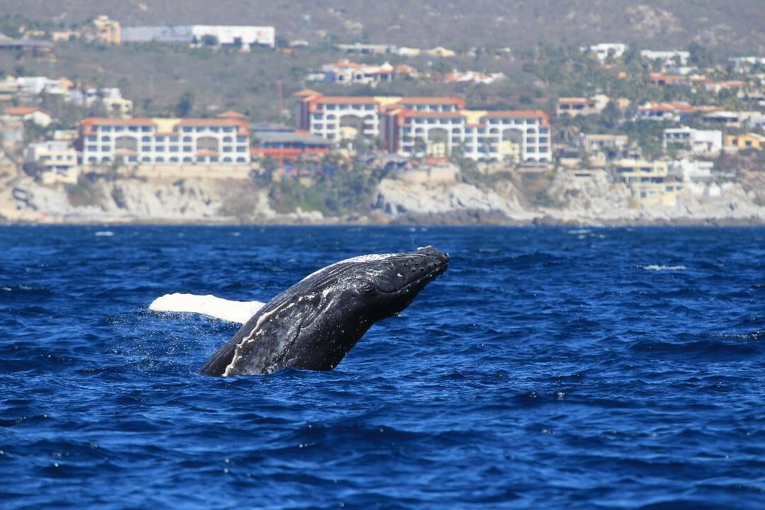 Photo of Others in El Medano Ejidal