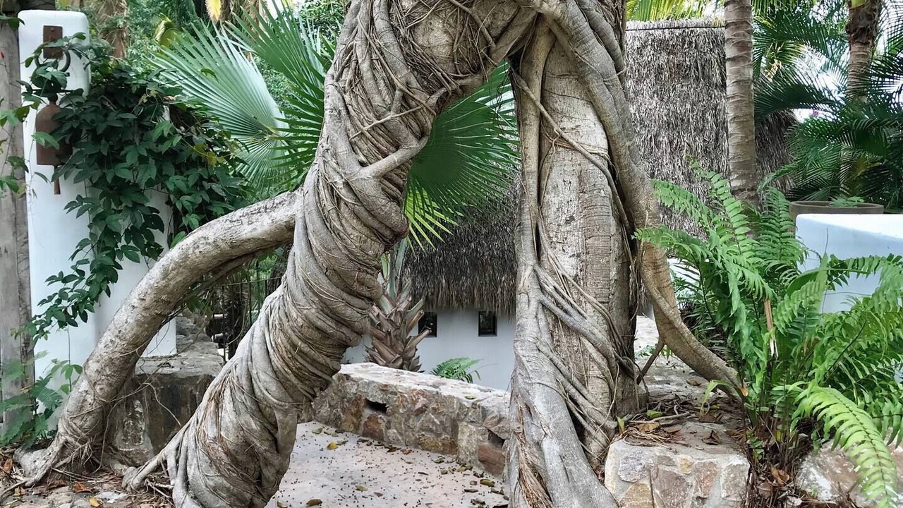 Photo of Outdoor in Mascota