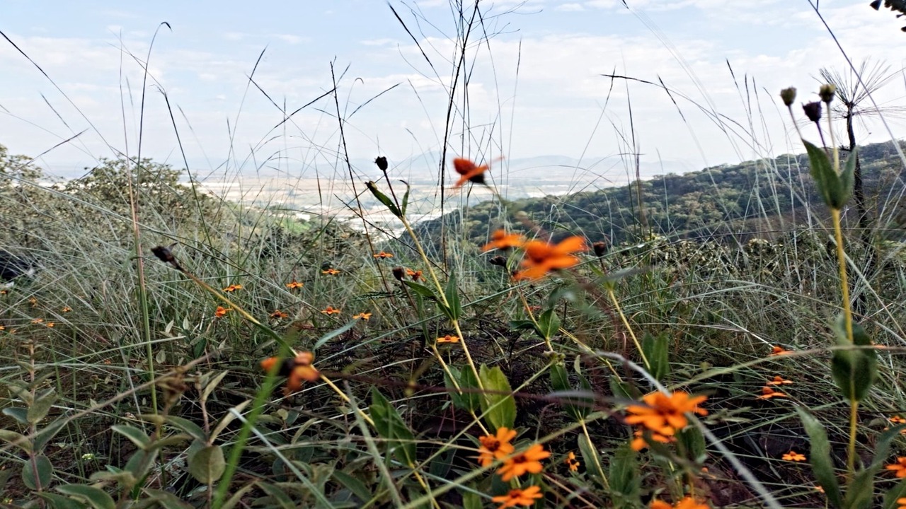 Photo of Outdoor in Zapopan