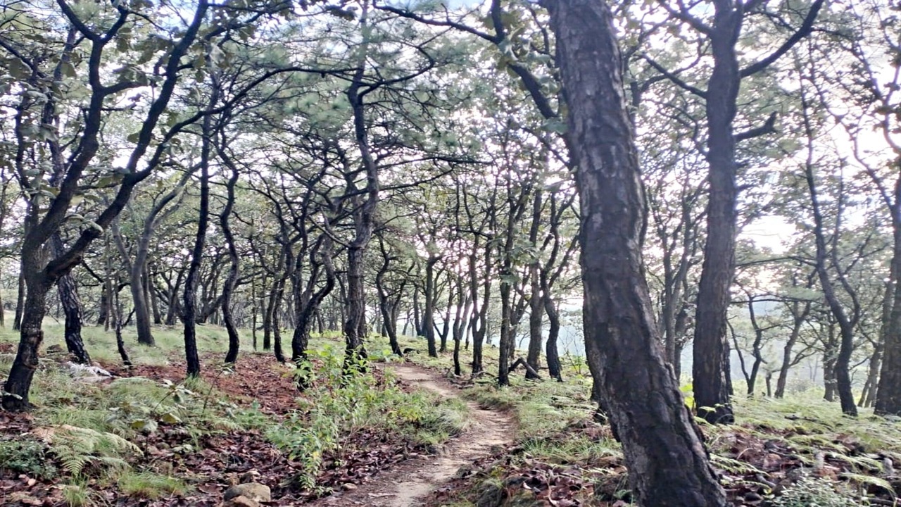 Photo of Outdoor in Zapopan