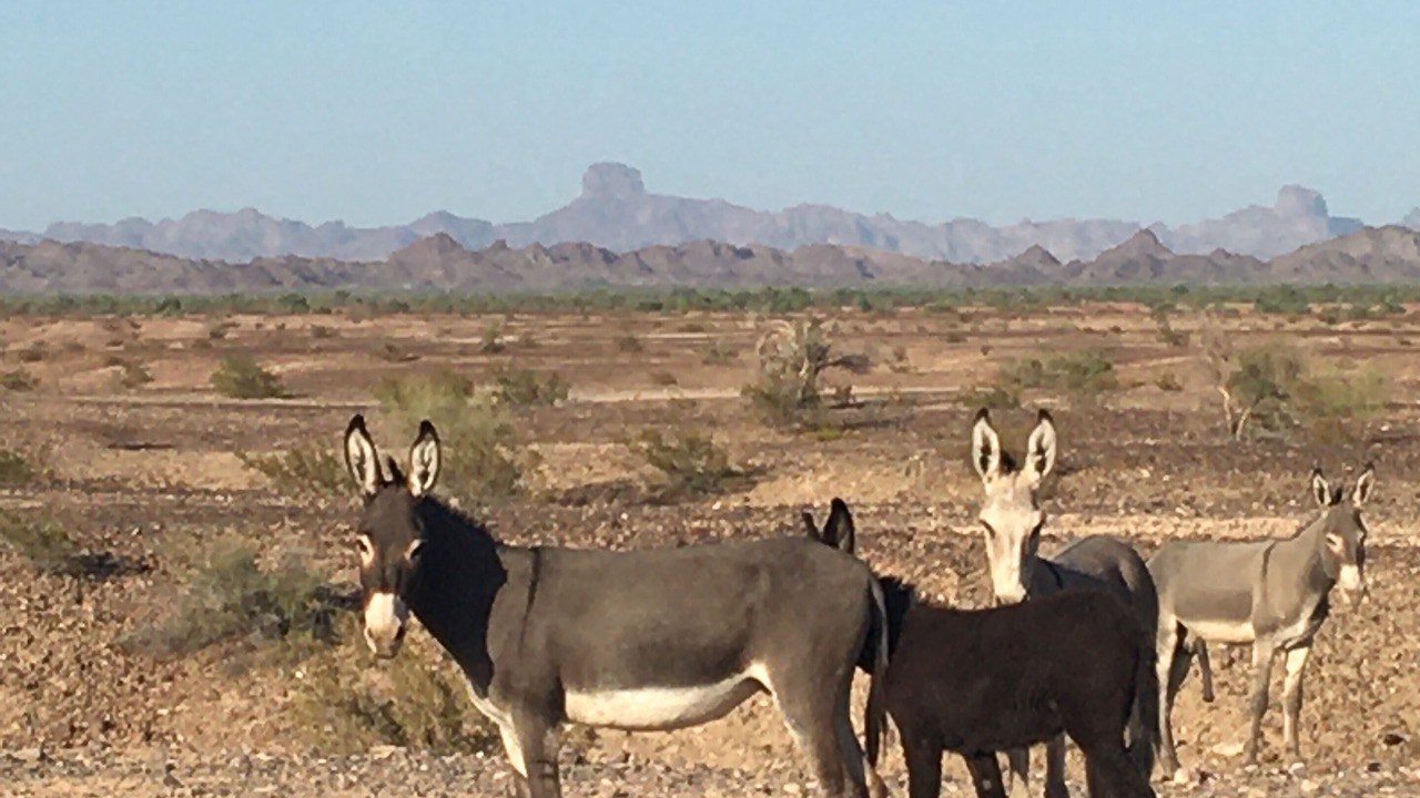 Photo of Others in Yuma