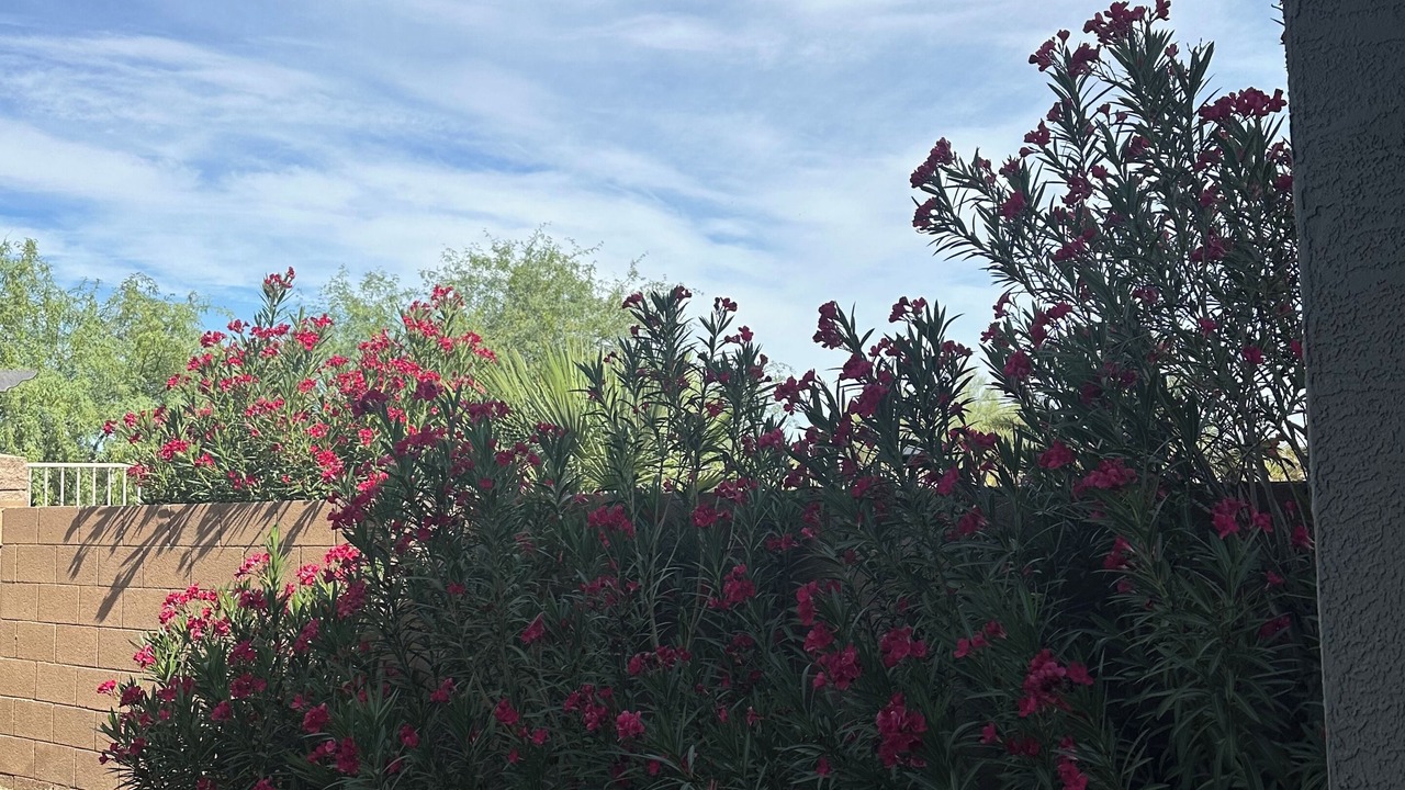 Photo of Outdoor in Maricopa