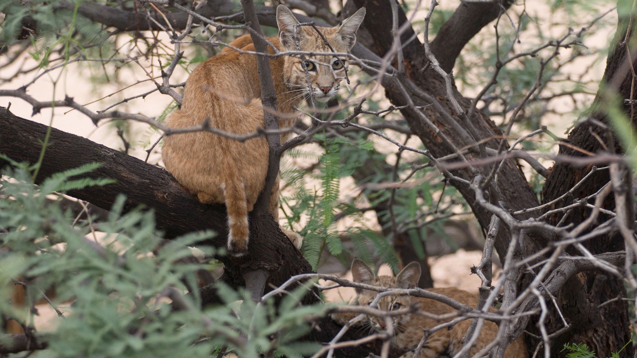 Photo of Outdoor in Picture Rocks