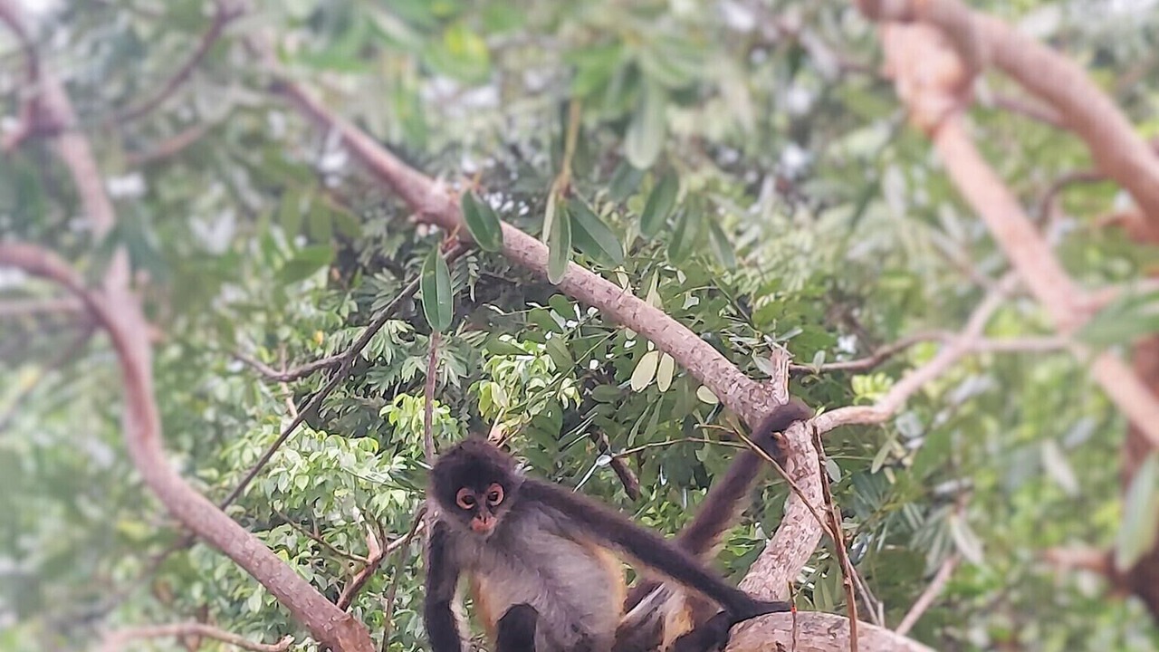 Photo of Others in Akumal