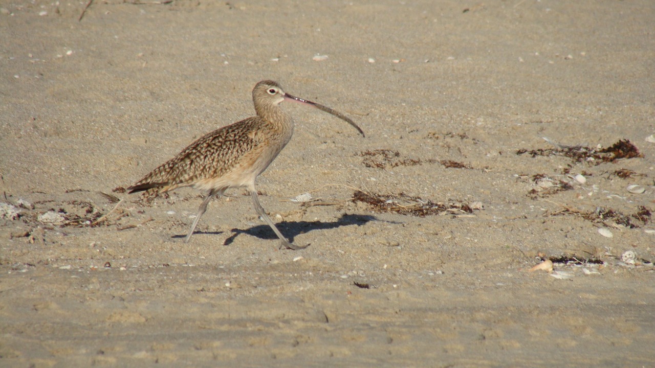 Photo of Others in Puerto Penasco