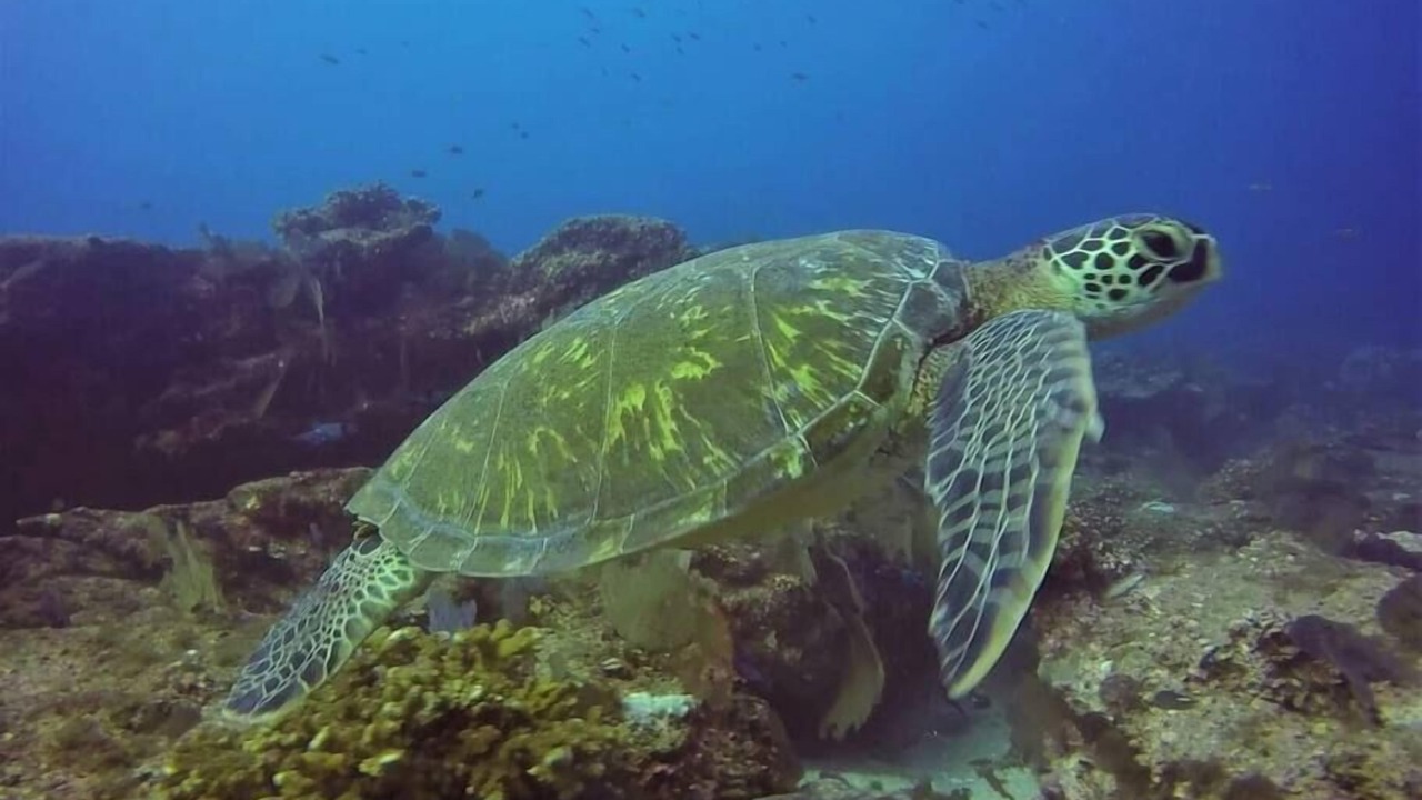Photo of Others in Cabo Pulmo