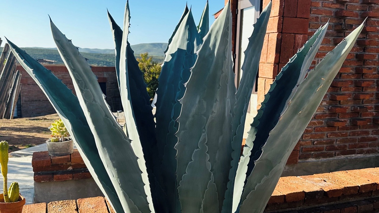 Photo of Outdoor in Valle de Guadalupe