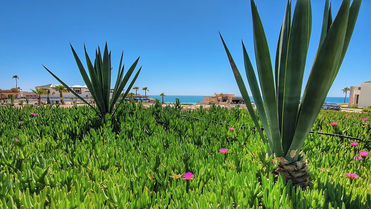 Photo of Outdoor in Puerto Penasco
