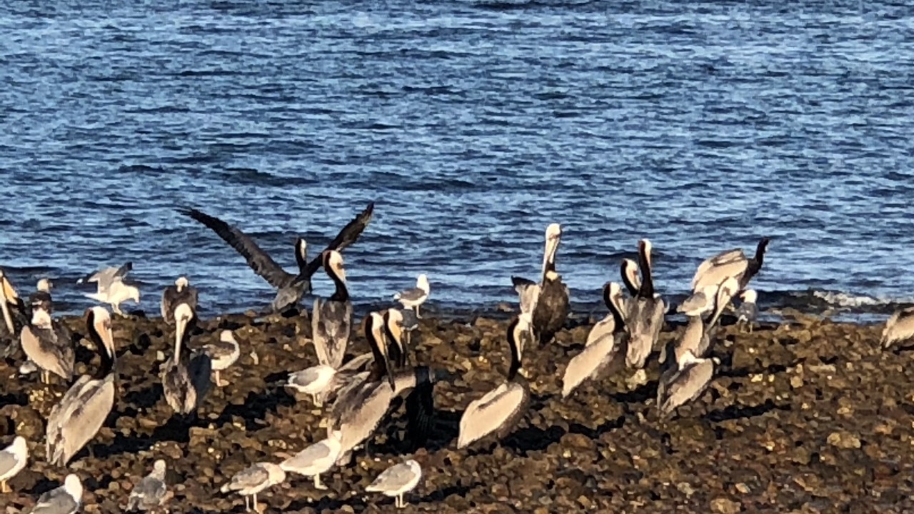 Photo of Others in San Felipe