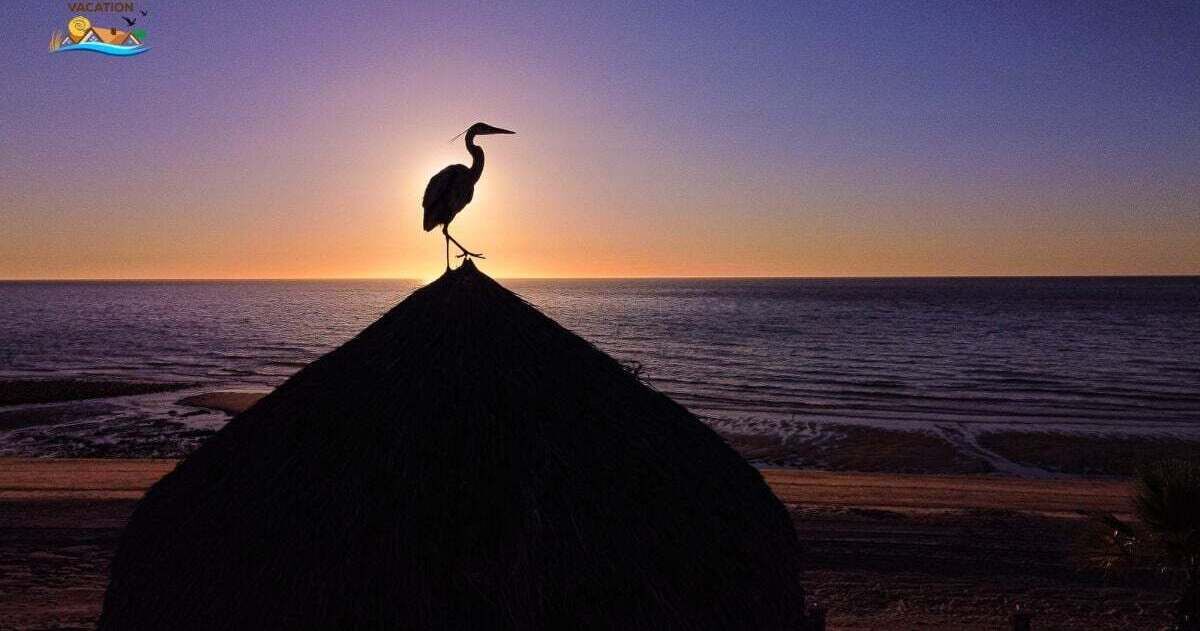 Photo of Others in San Felipe