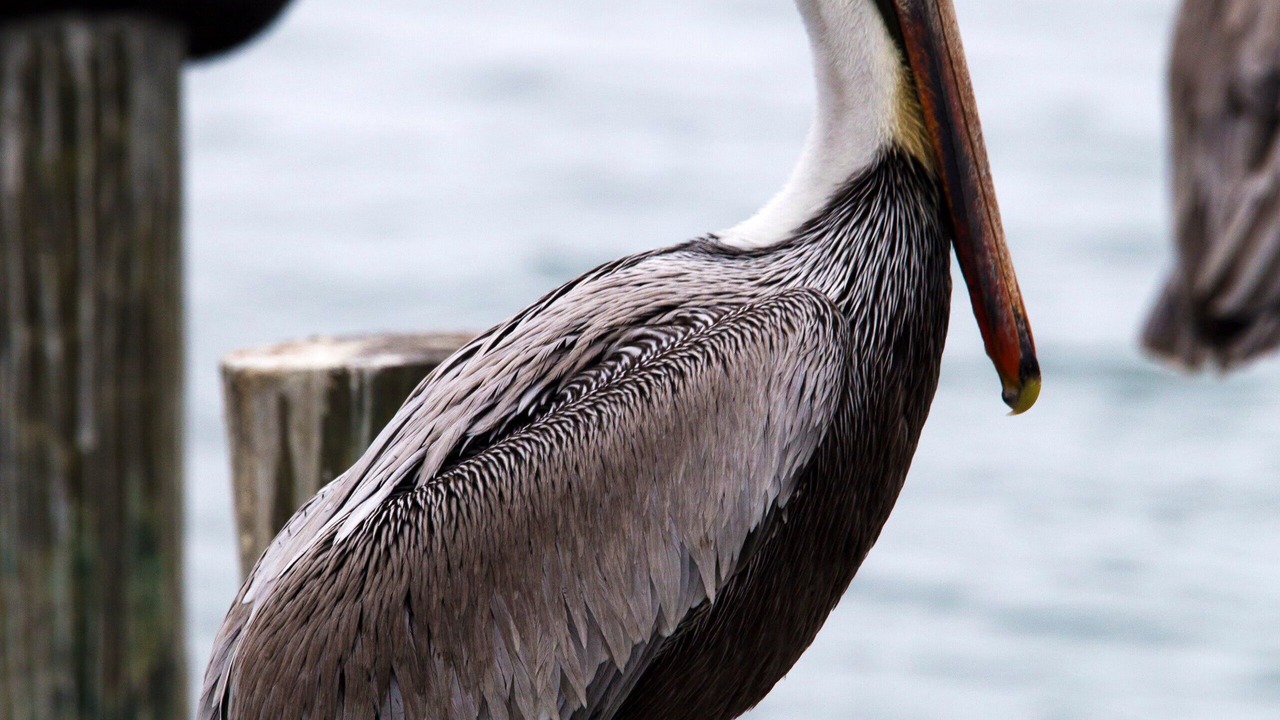 Photo of Others in Port Isabel