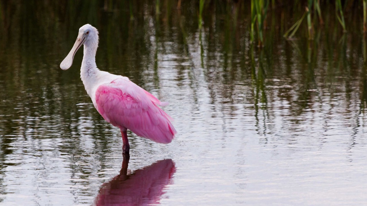 Photo of Others in Port Isabel