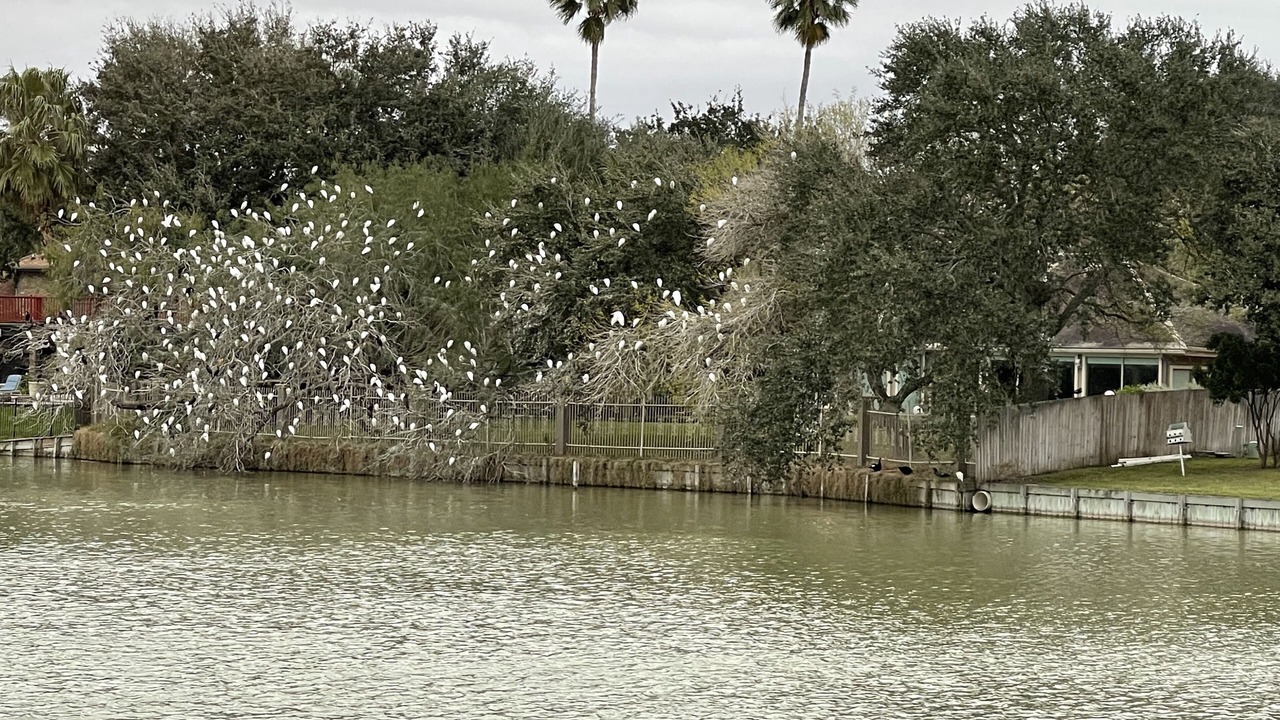 Photo of Outdoor in Harlingen