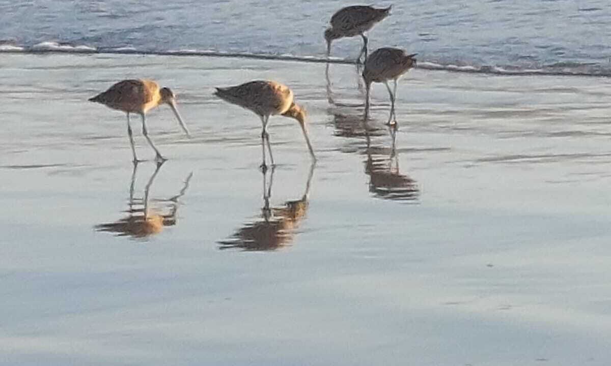 Photo of Others in Lengueta Arenosa