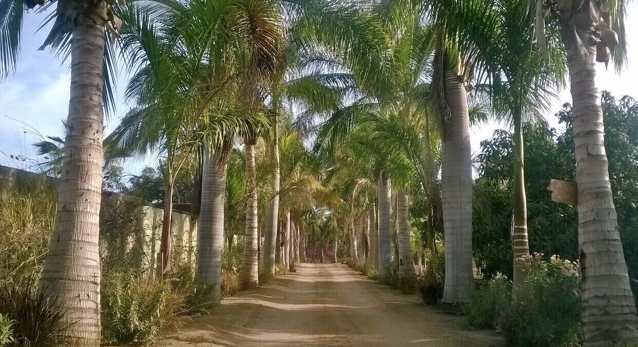 Photo of Outdoor in Todos Santos