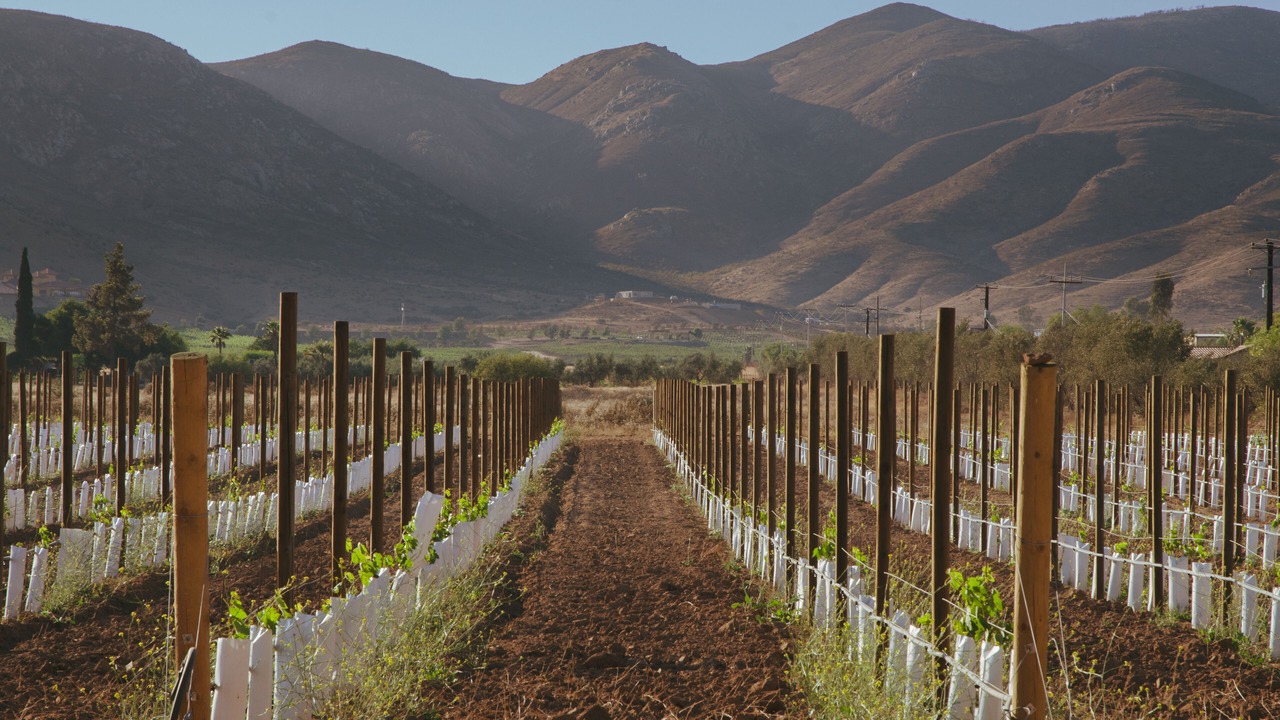 Photo of Outdoor in Valle de Guadalupe
