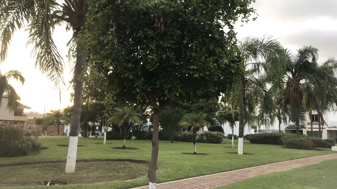 Photo of Others in Mazatlan