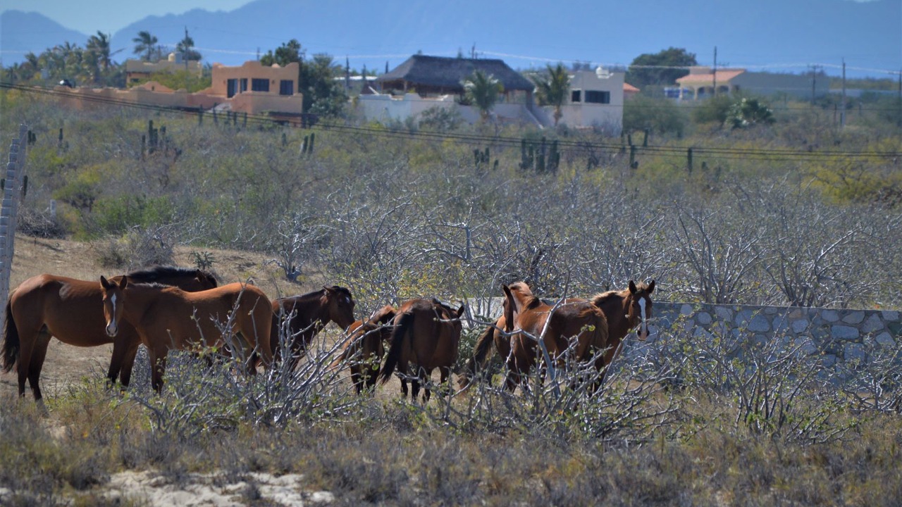 Photo of Others in Buenavista