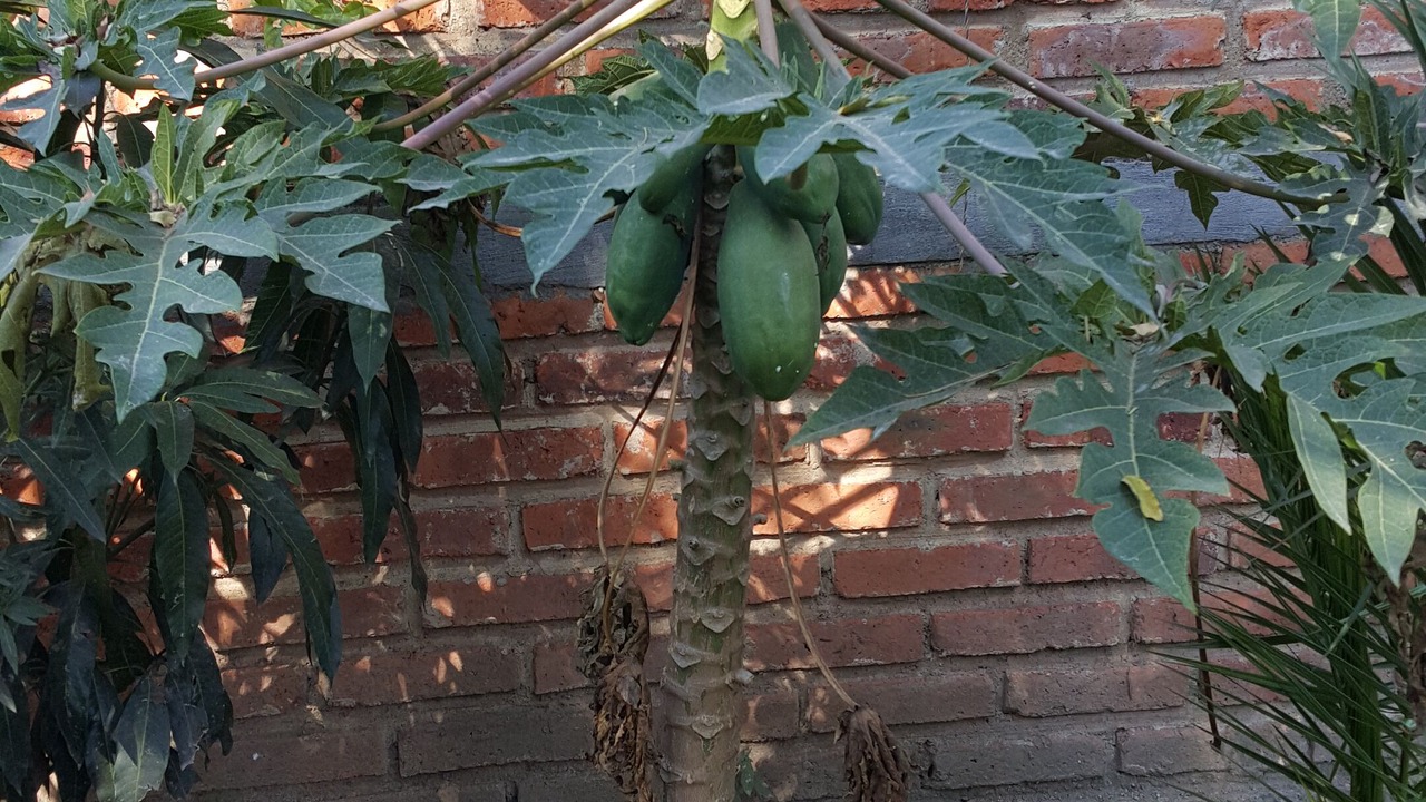 Photo of Outdoor in Guadalajara