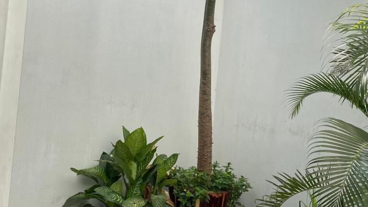 Photo of Outdoor in Americana