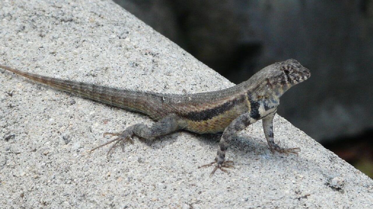 Photo of Others in Zihuatanejo