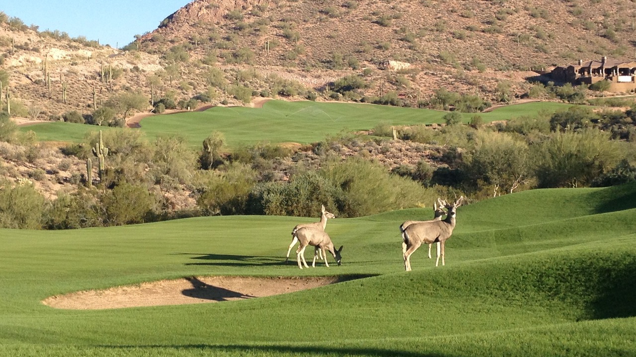 Photo of Others in Gold Canyon