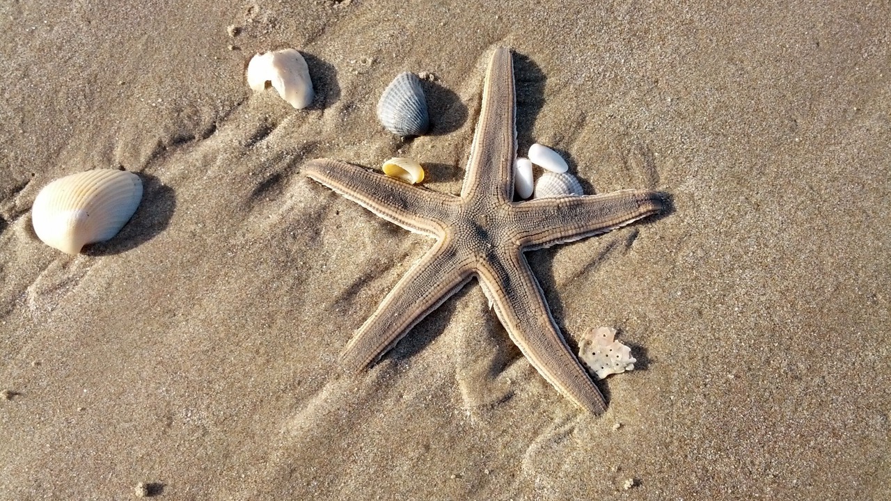 Photo of Others in South Padre Island