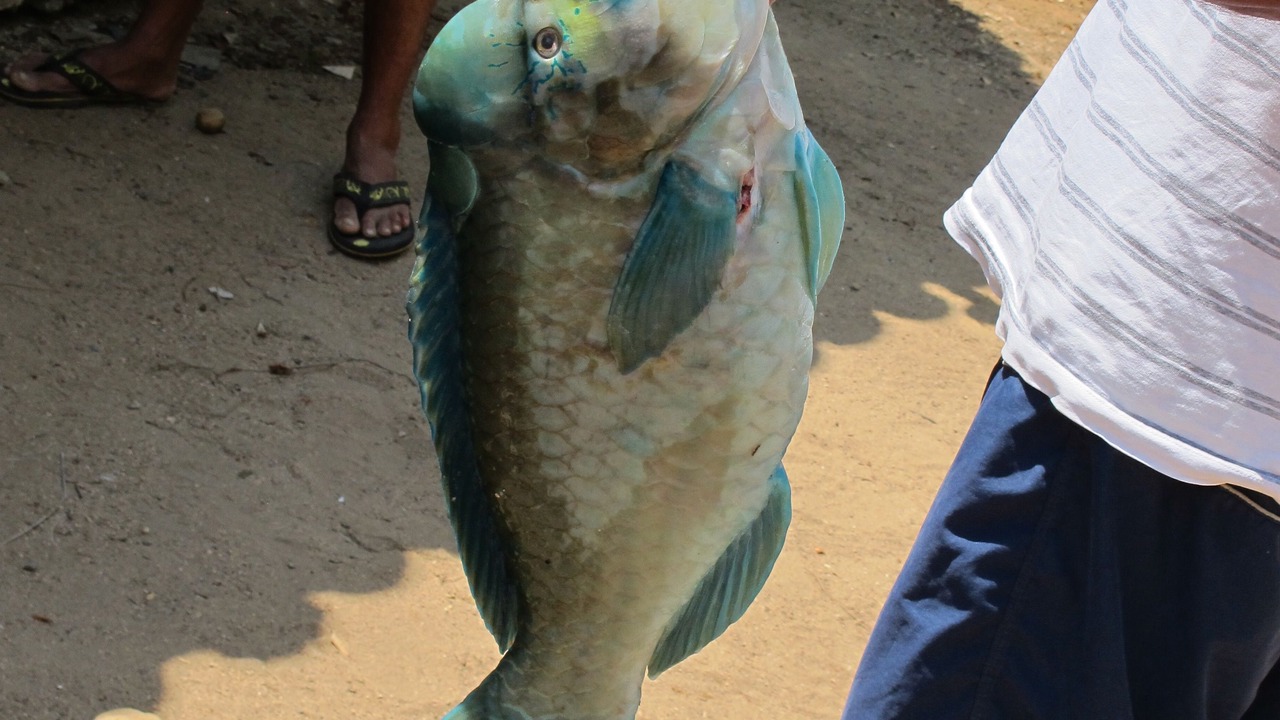 Photo of Others in Zihuatanejo
