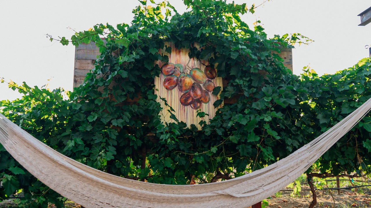 Photo of Outdoor in Valle de Guadalupe
