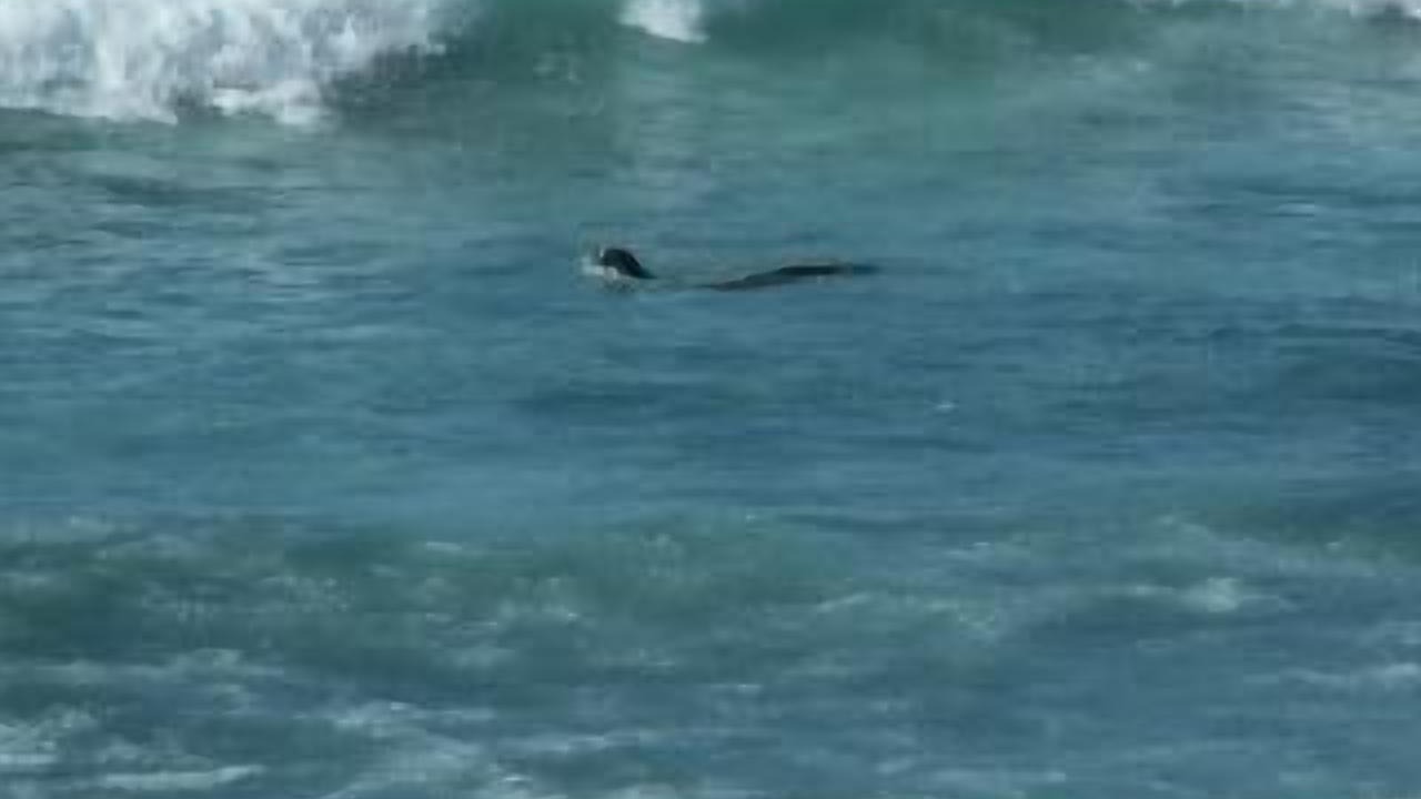 Photo of Others in San Antonio del Mar