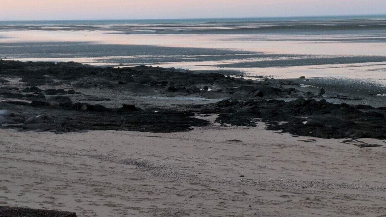 Photo of Others in Cholla Bay