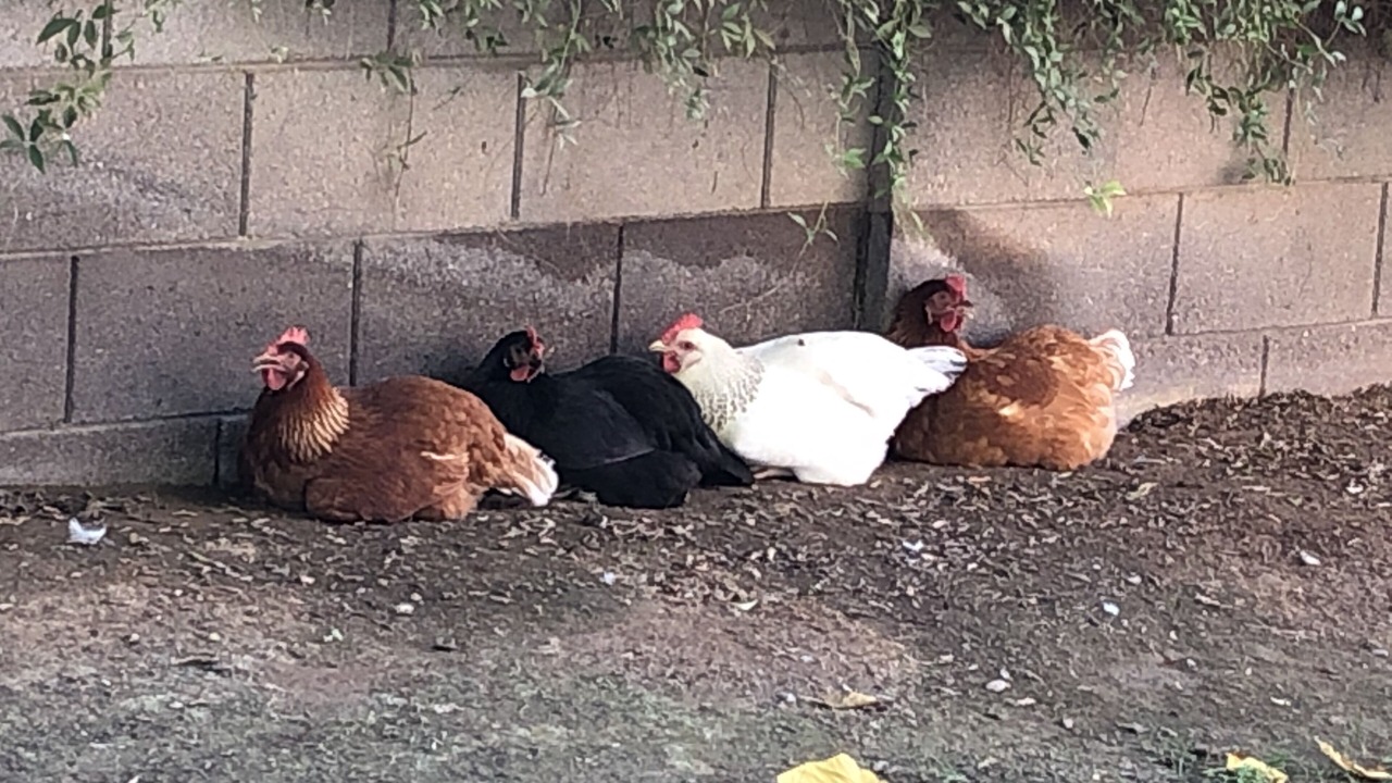 Photo of Others in Alhambra
