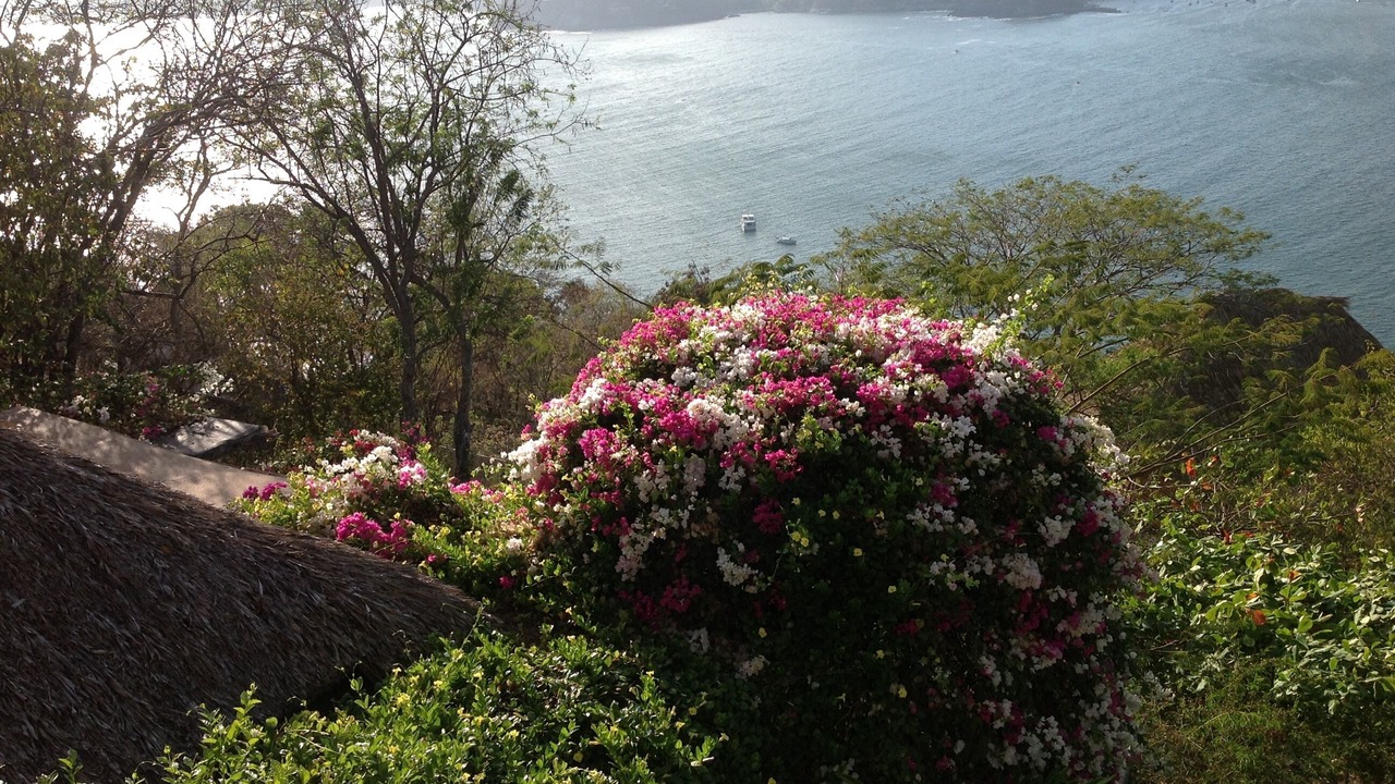 Photo of Others in Zihuatanejo