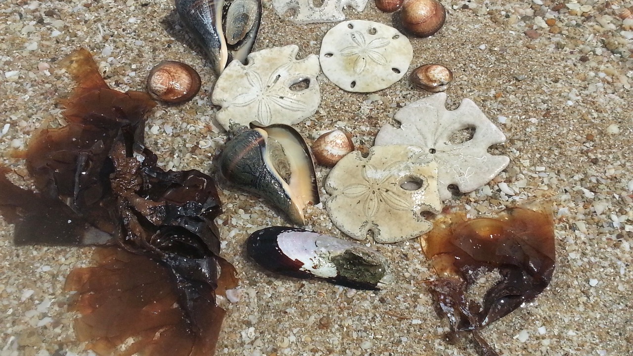 Photo of Others in Puerto Penasco