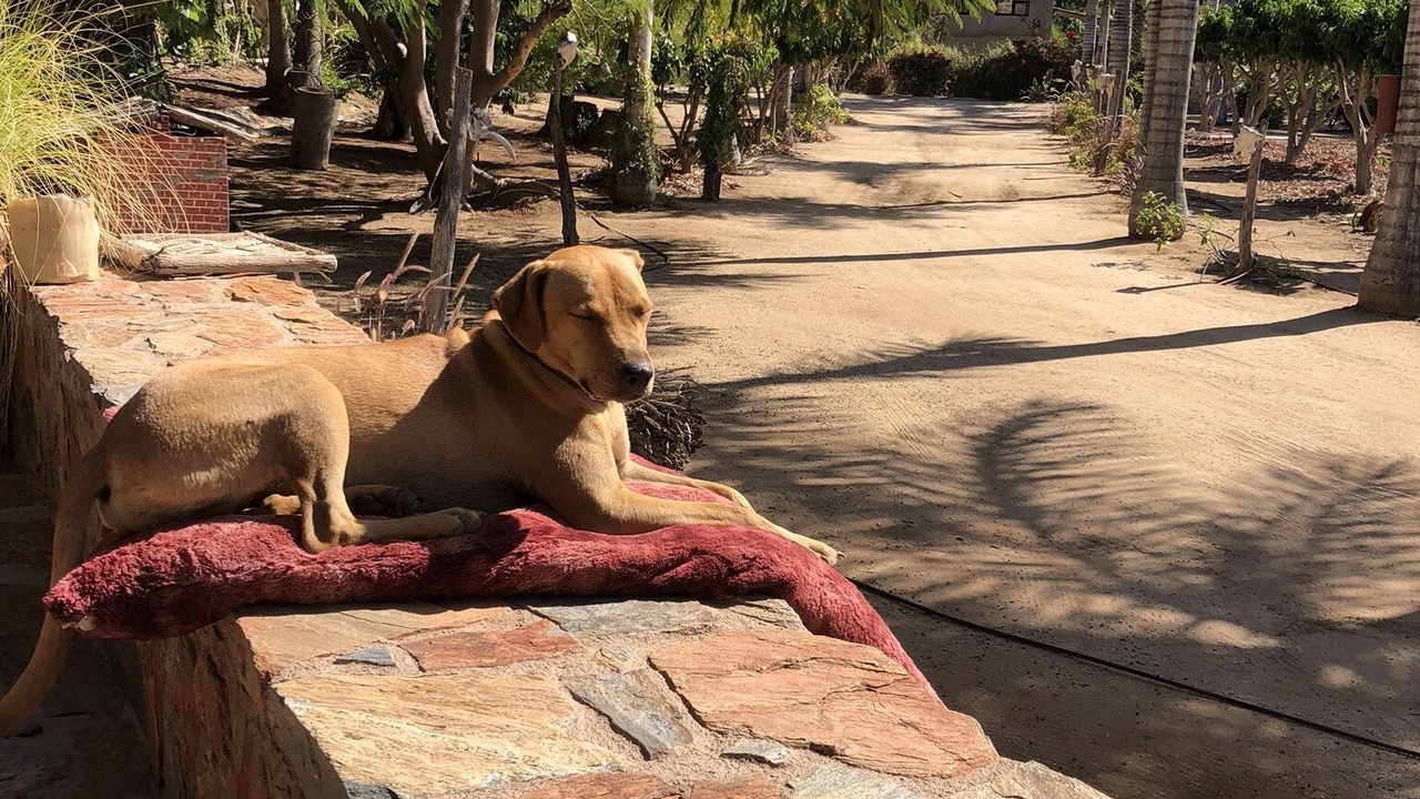 Photo of Outdoor in Todos Santos