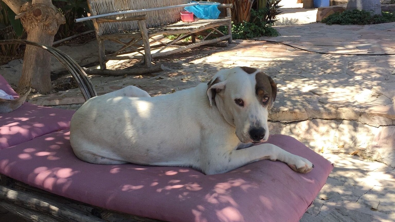 Photo of Patio Balcony in Todos Santos