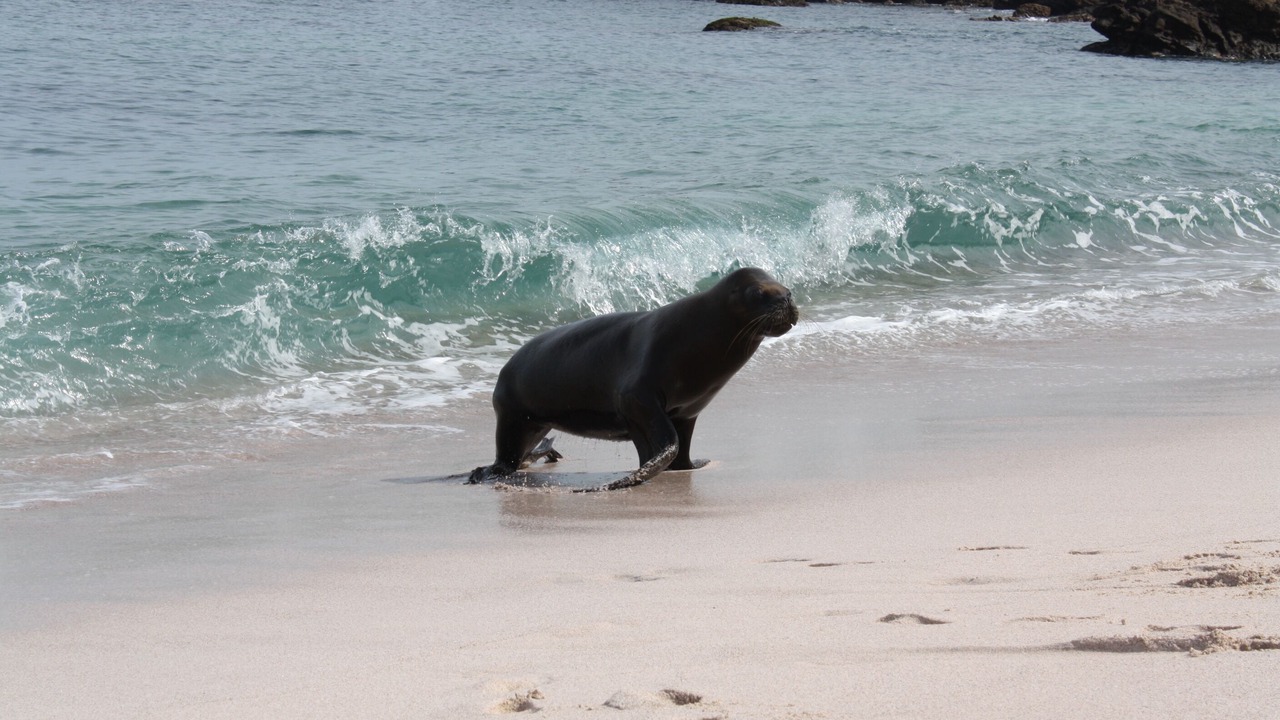 Photo of Others in Punta de Mita