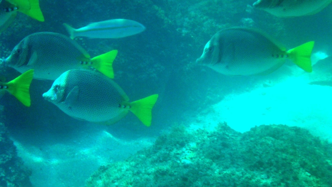 Photo of Others in Los Barriles