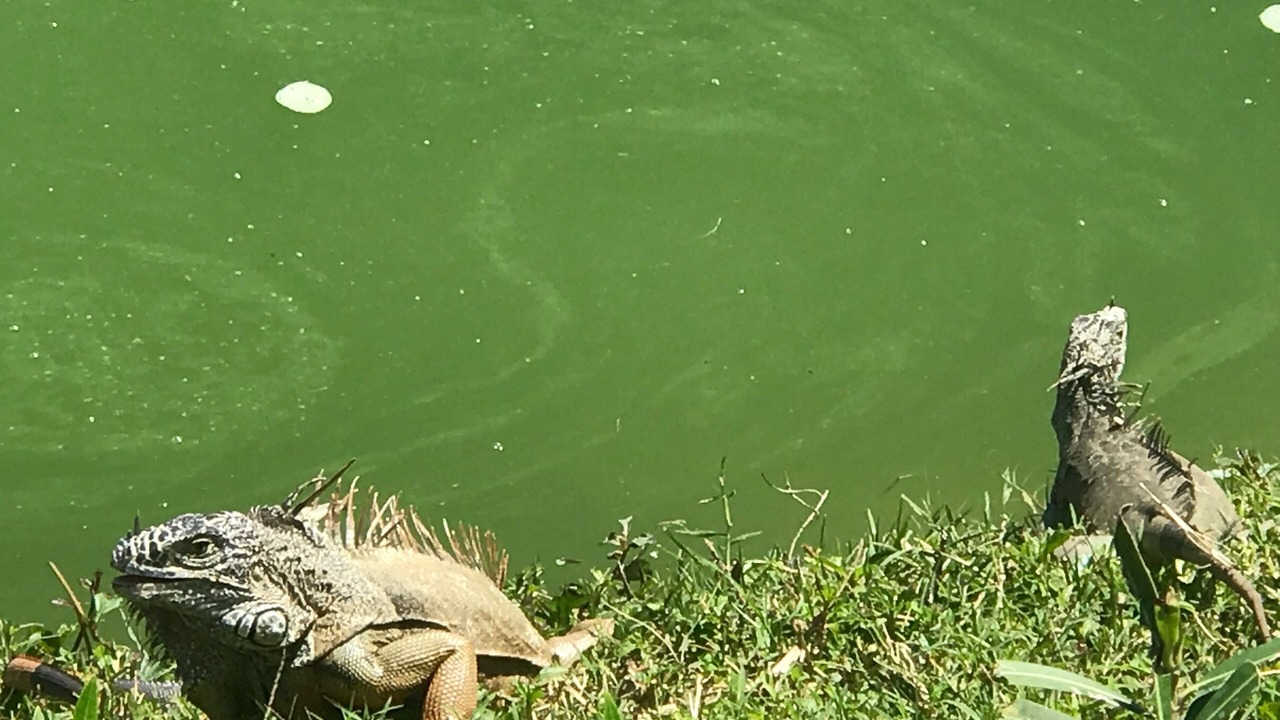 Photo of Outdoor in Villa Juarez