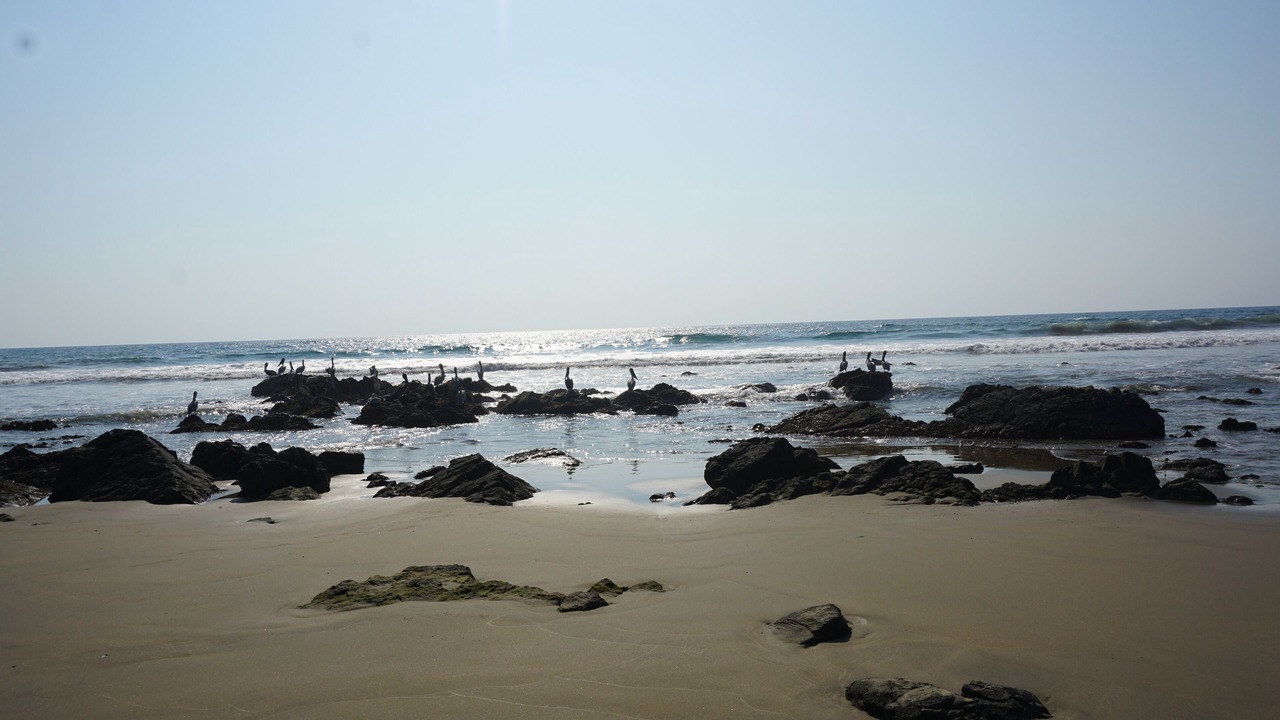 Photo of Others in Troncones
