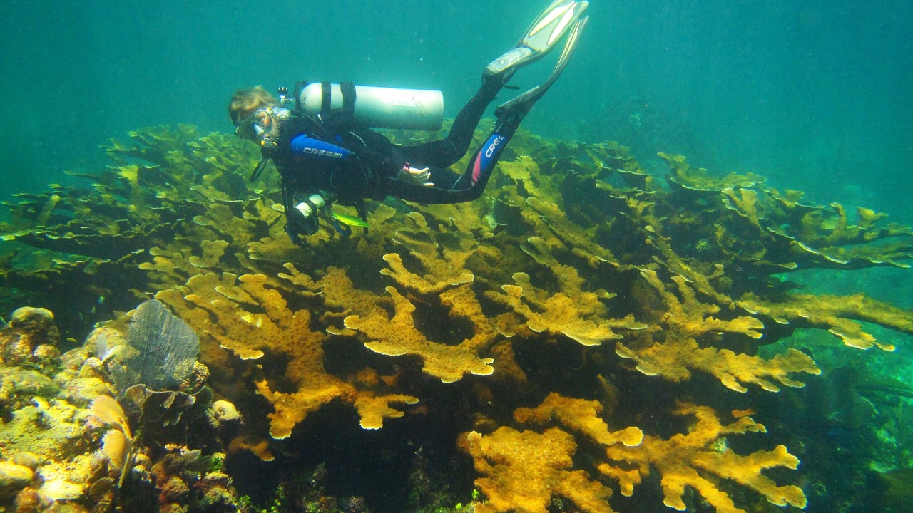 Photo of Others in Puerto Morelos