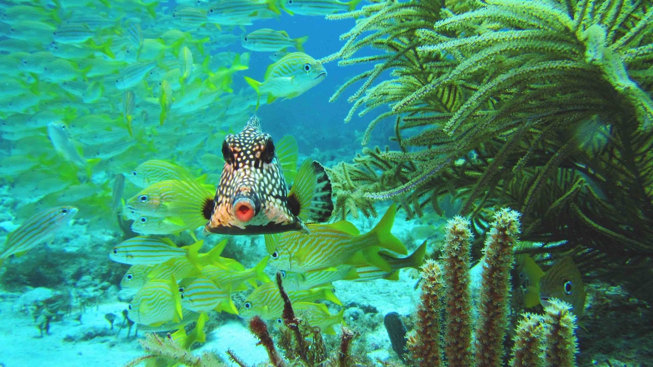 Photo of Others in Puerto Morelos