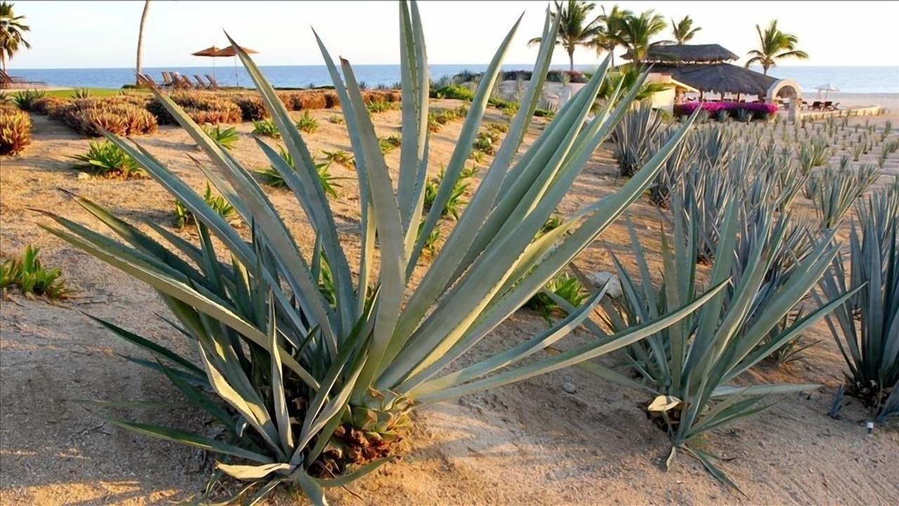 Photo of Others in San Jose del Cabo