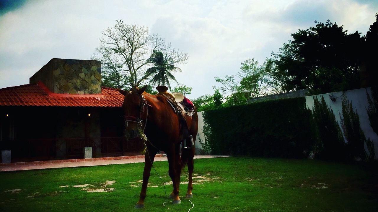 Photo of Others in Comalcalco